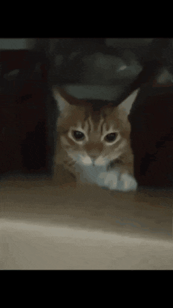 a close up of a cat laying on the floor looking at the camera
