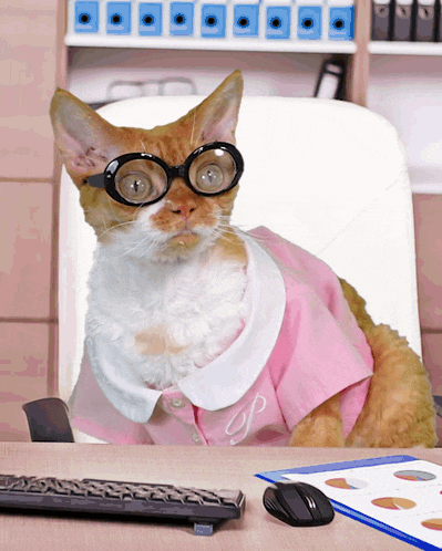 a cat wearing glasses and a pink shirt with the letter s on it