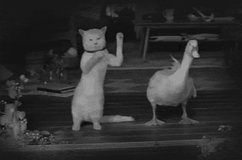 a black and white photo of a white cat and a white duck