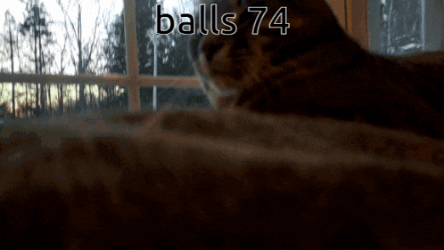 a close up of a cat with balls 74 written on the bottom