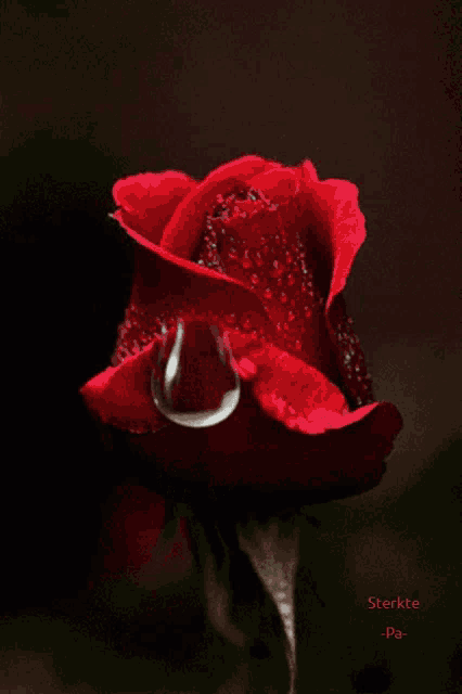 a close up of a red rose with a drop of water on the petals