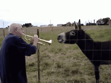 a man is playing a trumpet to a donkey in a field