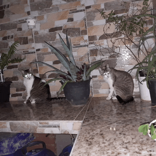 two cats sit on a counter next to potted plants