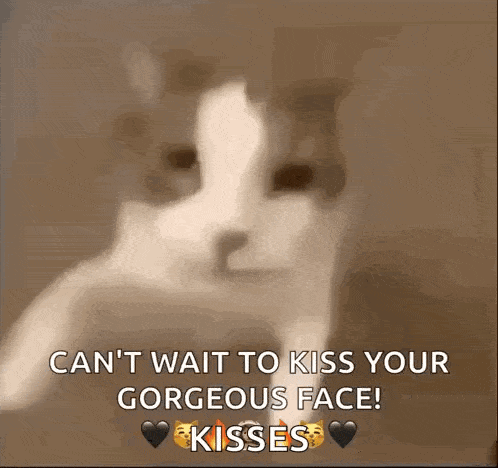 Cat Kiss GIF - Cat Kiss GIFs