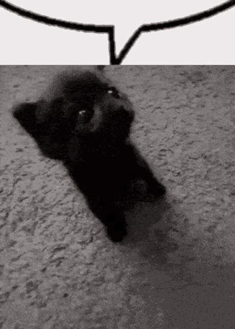 a black dog is laying on the floor with a speech bubble behind it