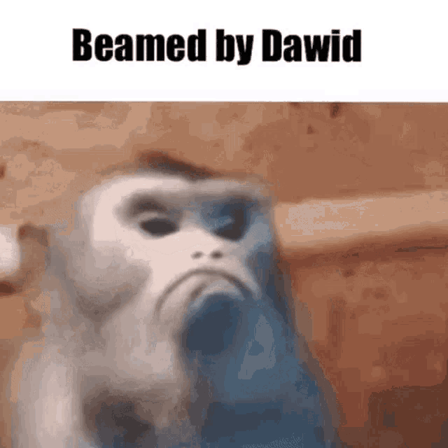 Monkey Dawid Beamed GIF - Monkey Dawid Beamed GIFs
