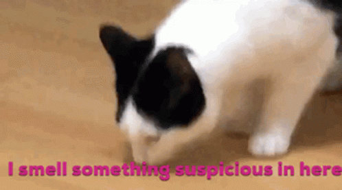 I Smell Something Suspicious Here Cat GIF - I Smell Something Suspicious Here Cat Cute GIFs