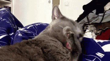 a cat is sleeping on a bed with a blue blanket that says ' s ' on it
