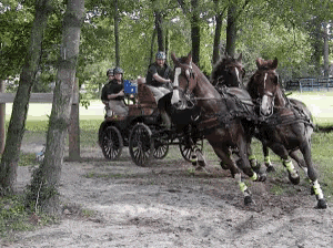 Horses And Buggy GIF - Buggy Horse And Buggy GIFs