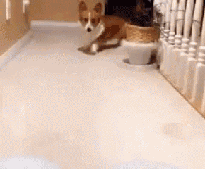 a brown and white dog laying on a white floor next to a plant .