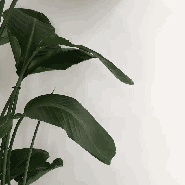 a plant against a white wall with a few leaves missing