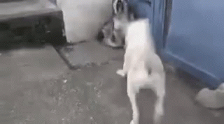 Dogs Dog Fight GIF - Dogs Dog Fight I Surrender GIFs