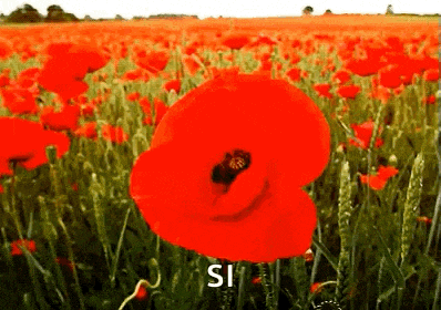 a field of red poppies with the words `` si '' written on the bottom .