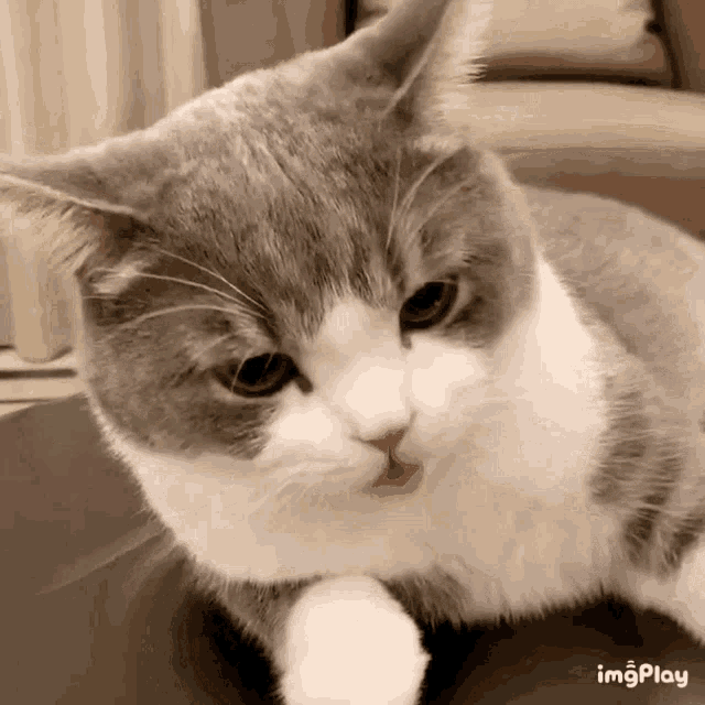 Cute Cat GIF - Cute Cat Cute Cat GIFs