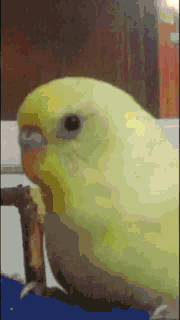 Haddinibil Kuş GIF - Haddinibil Kuş Had Bildiren Kuş GIFs