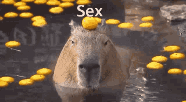 a capybara with a lemon on its head is swimming in a pool of water .