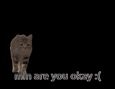 a close up of a cat with min are you okay written below it