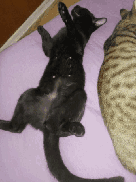 a black cat laying on its back with its paws up