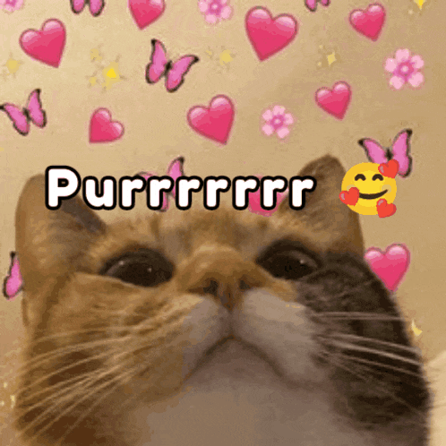 a cat with pink hearts and butterflies says purr