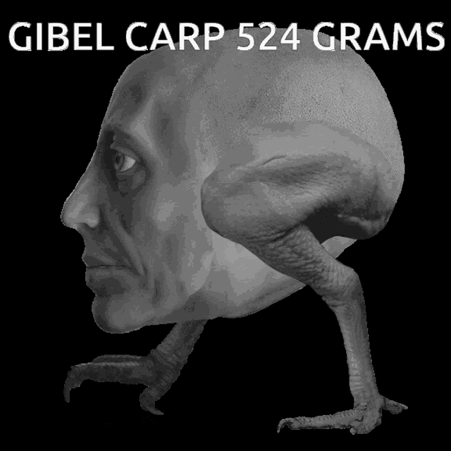 gibel carp 524 grams is written above a statue