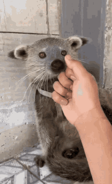 Binturong Cute GIF - Binturong Cute Bearcat GIFs