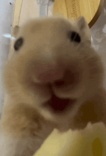 a close up of a hamster 's mouth with its mouth open