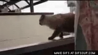 Cat Jump Funny Animals GIF - Cat Jump Funny Animals Jump Fail GIFs