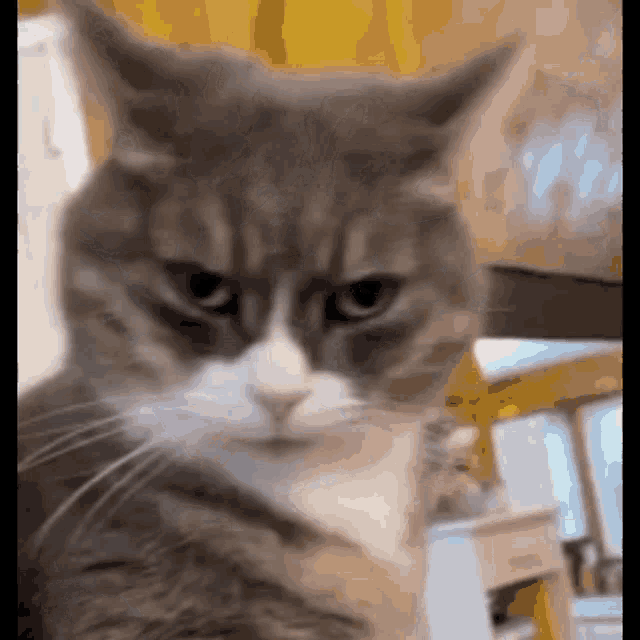 a close up of a gray and white cat looking at the camera with an angry look on its face .