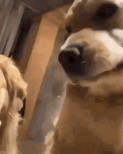 Dogs Shut Up GIF - Dogs Shut Up Yelling GIFs