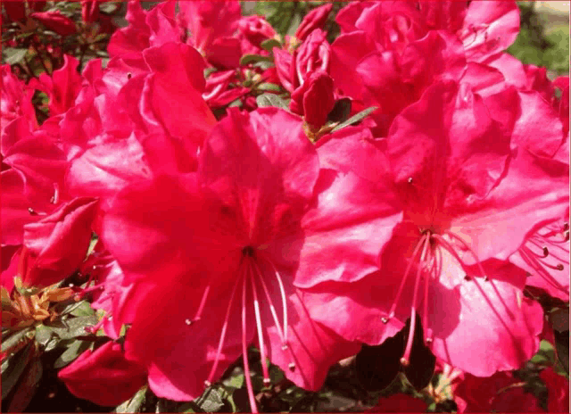 a bunch of red flowers with a green leaf in the background