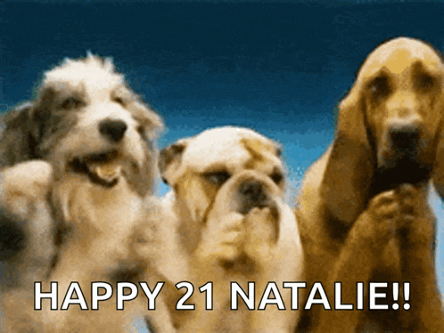 a picture of three dogs with the words happy 21 natalie on the bottom