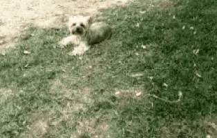 a small dog is laying in the grass on a sunny day .