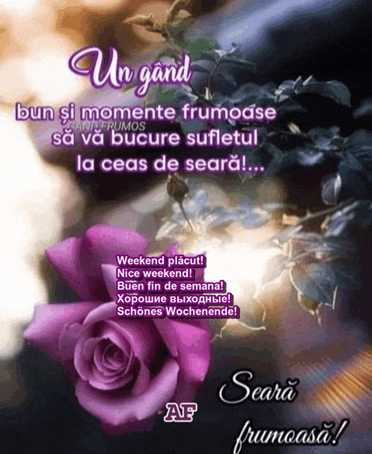 a purple rose is on a greeting card that says seara