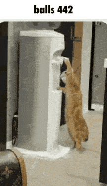 a cat is drinking water from a water dispenser in a room .