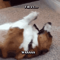 a dog and a cat are playing on the floor and the cat is saying " i 'm a c "