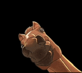 a close up of a horse 's paw on a black background .