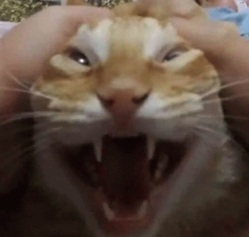 This Cat Is Fd Up GIF - This Cat Is Fd Up GIFs