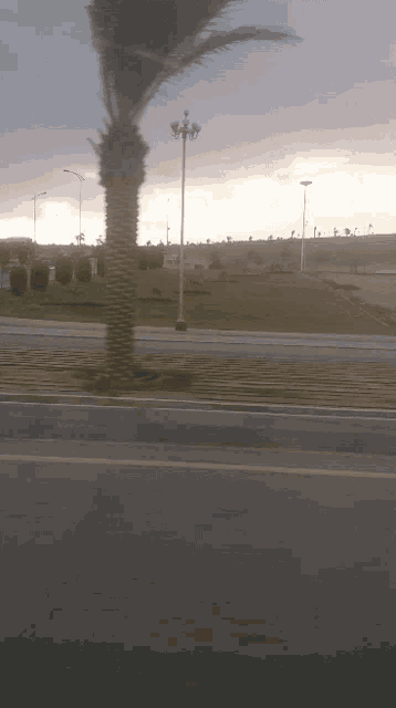 a palm tree is blowing in the wind along the side of the road