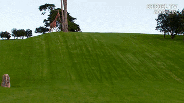 a man riding a motorcycle on a grassy hill with spiegel tv magazin in the corner