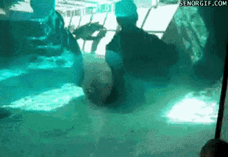 a person is swimming in a pool with a dolphin in the background