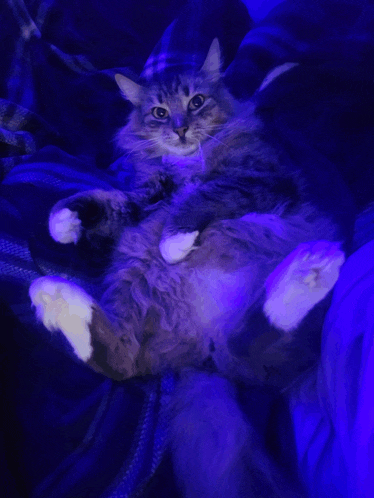 a cat laying on its back with a blue light behind it
