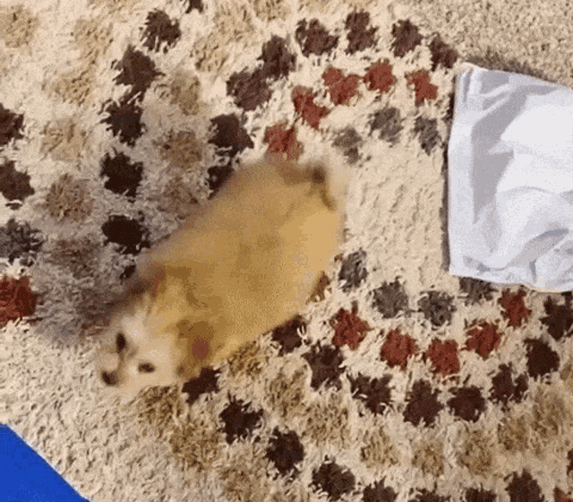 a dog is laying on a carpet next to a white towel .