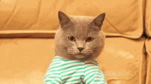 True Cat GIF - True Cat Using GIFs