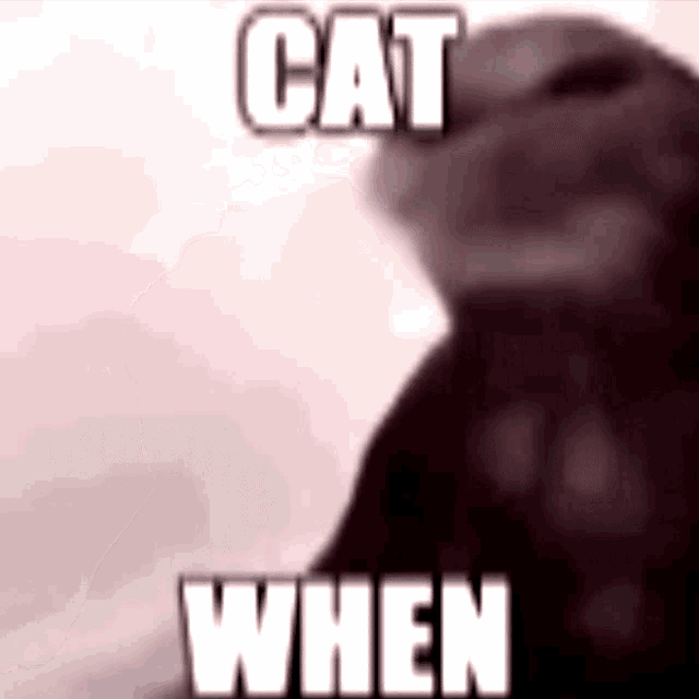 a blurred image of a cat with the words `` cat when '' written on it .
