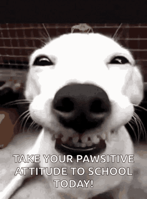 Funny Dogs Cute GIF