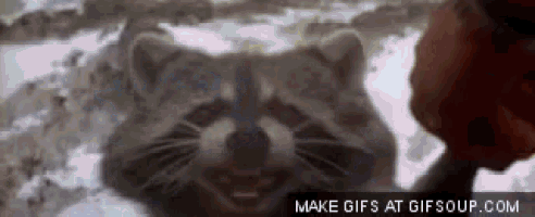 a raccoon is looking at a person with a make gifs at gifsoup.com watermark