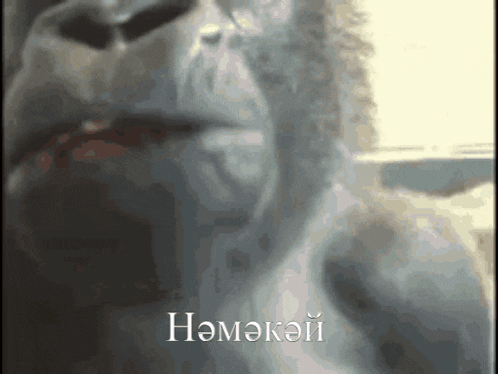 a close up of a gorilla 's face with the word nemokoi written in white
