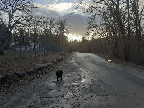 a dog is walking down a muddy road