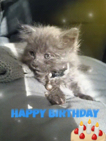 Happy Birthday Buon Compleanno GIF - Happy Birthday Buon Compleanno Cat GIFs