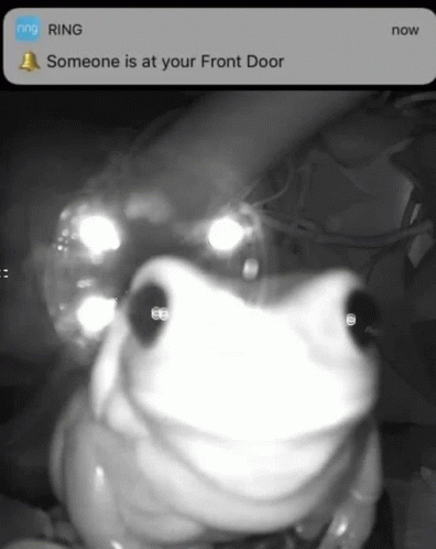 This Is A Frog And No One Else Is Using This Tag So Dont Use This Tag GIF - This Is A Frog And No One Else Is Using This Tag So Dont Use This Tag GIFs